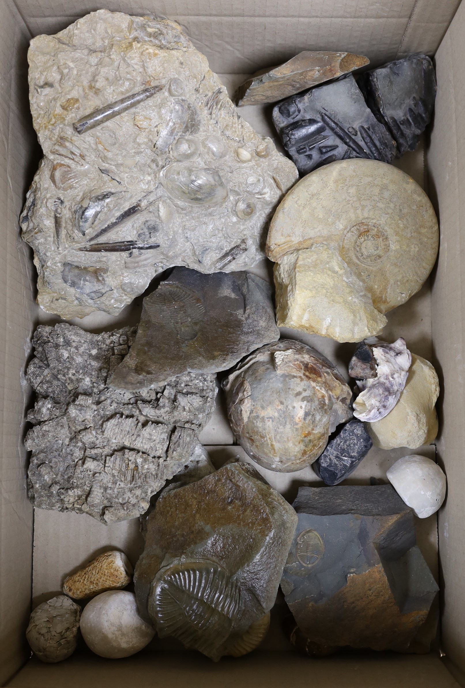 A collection of an ammonite, belemnite and other fossil specimens, the largest 23 cm across